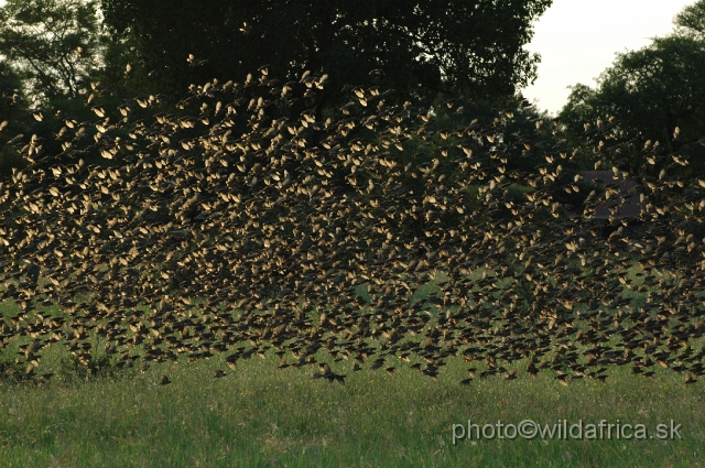 puku rsa 490.jpg - Red-billed Quelea (Quelea quelea)